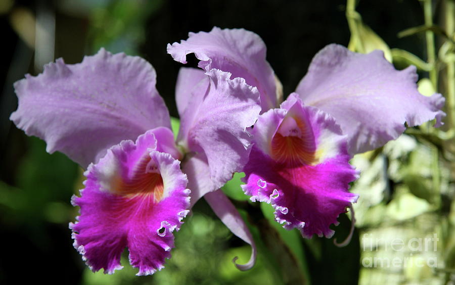 Two Orchids  Photograph by Christiane Schulze Art And Photography