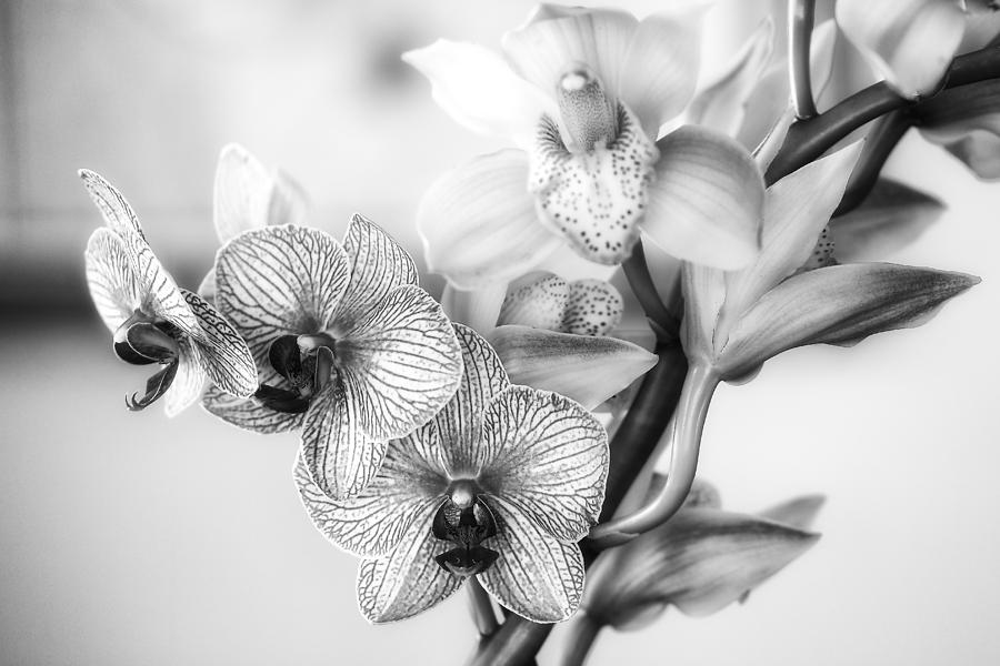 Two Orchids Photograph by Jade Moon 