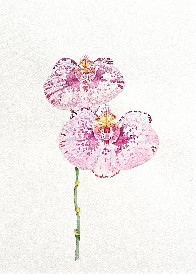 Two Orchids Painting by Michele Myers