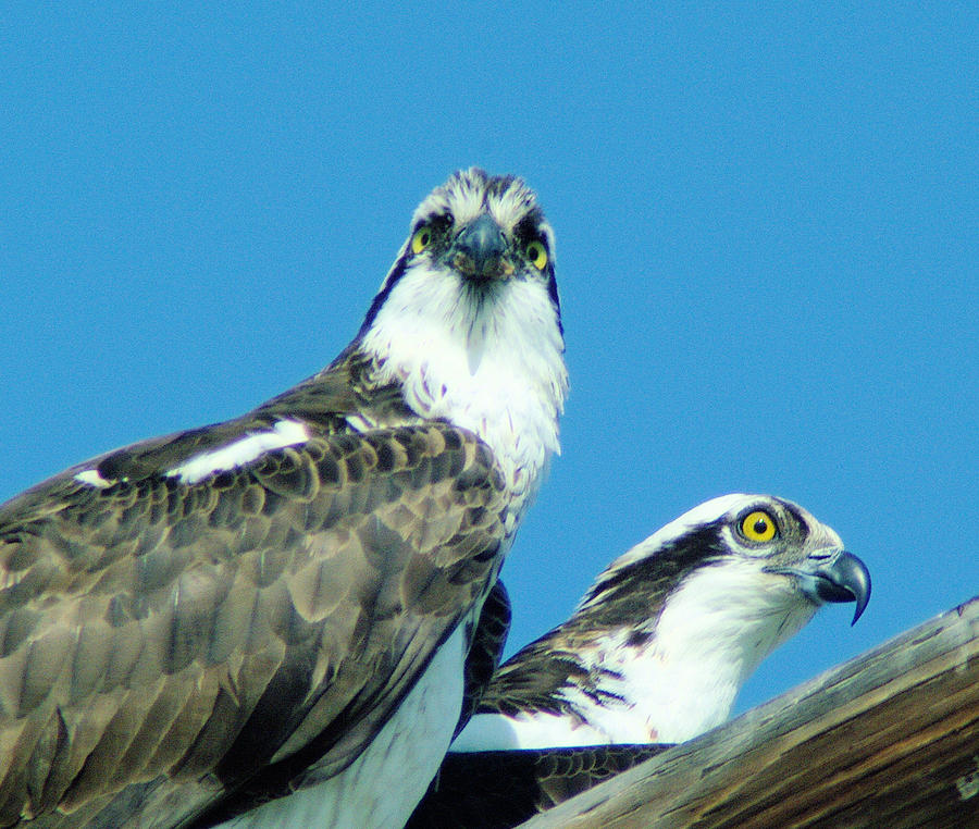 Two Ospreys Photograph by Jeff Swan