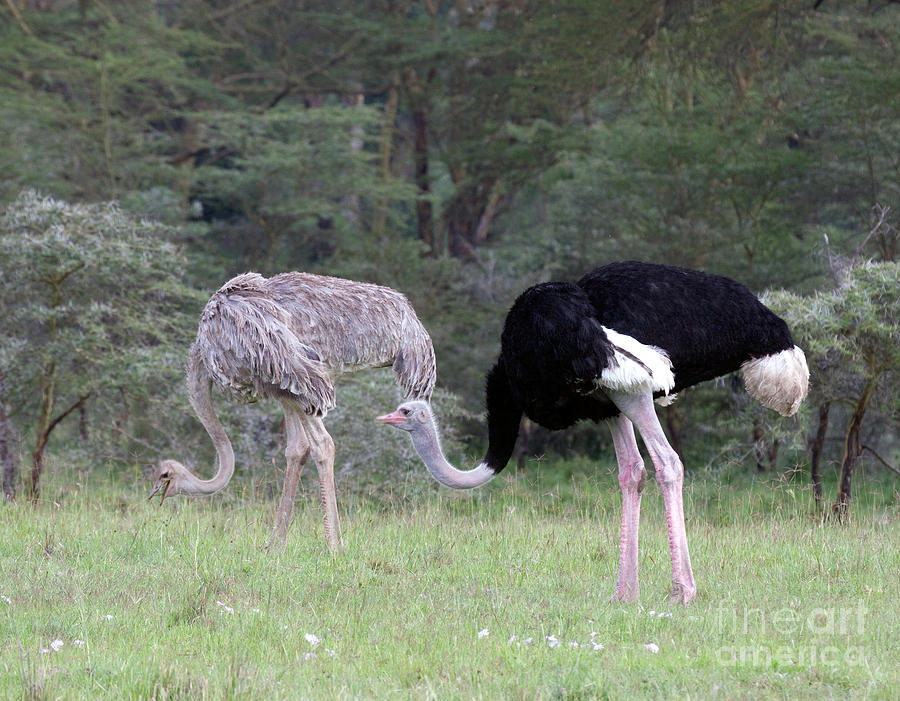 Two Ostriches Photograph by Chris Scroggins