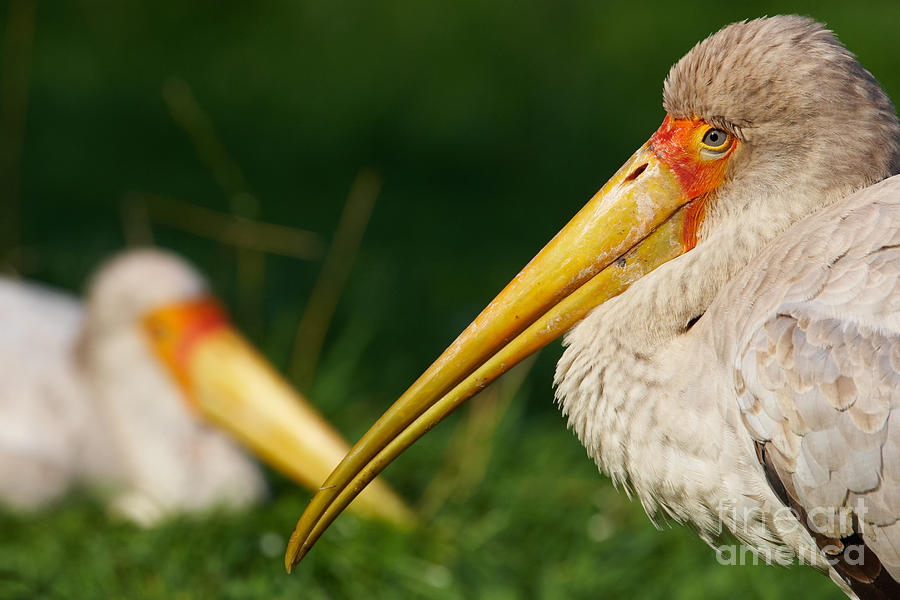 Two Painted Storks Photograph by Nick  Biemans