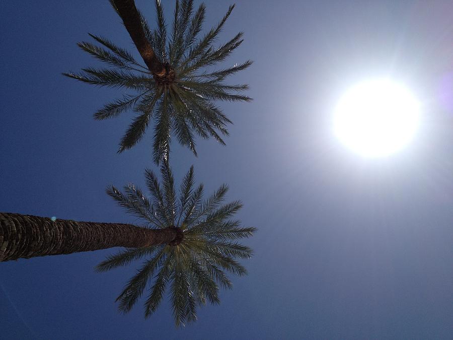 Las Vegas Photograph - Two Palm Trees And The Sun by Kileen Oberle