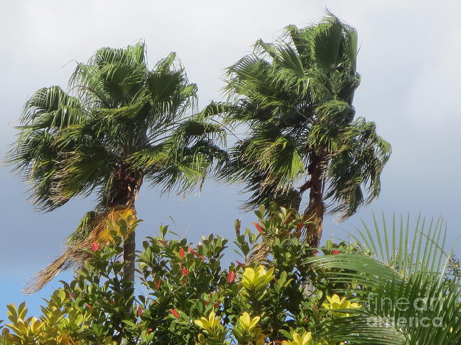 Two Palm Trees in the wind. Photograph by Robert Birkenes