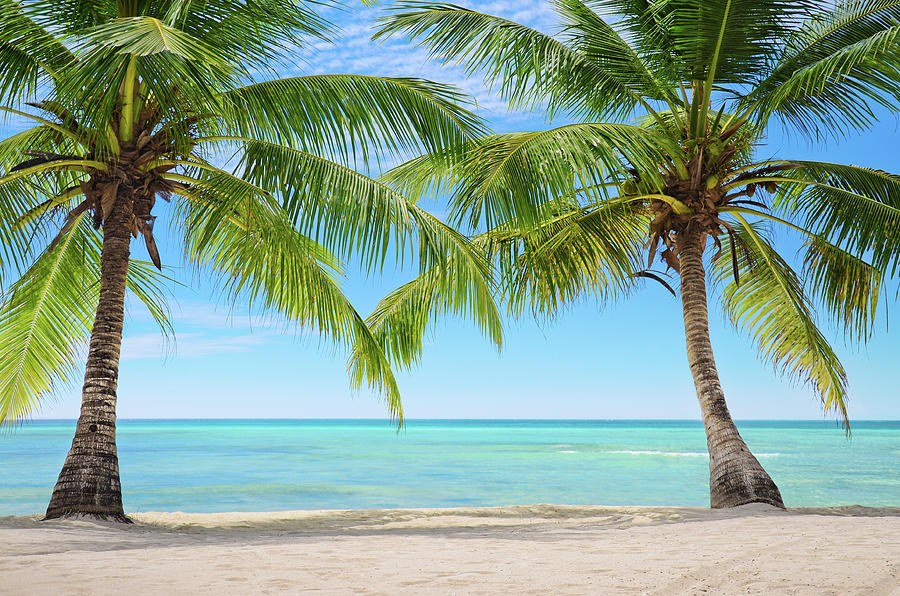 Two Palm Trees On An Exotic Beach In Photograph by Gerisima