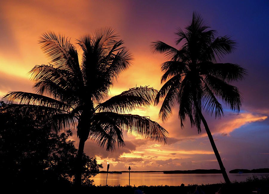 Two Palms at Sunset Photograph by Jim Rabenstine - Fine Art America