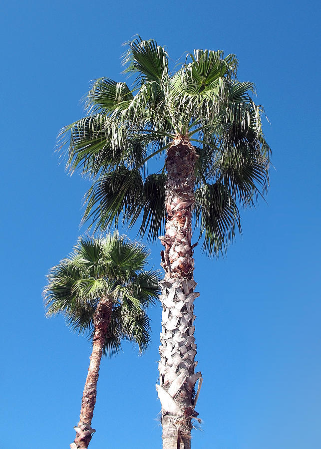 Landscape Photograph - Two Palms by Connie Fox