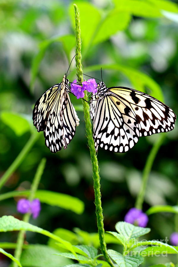 Two Paper Kite or Rice Paper or Large Tree Nymph butterfly also known as Idea leuconoe Photograph by Amanda Mohler