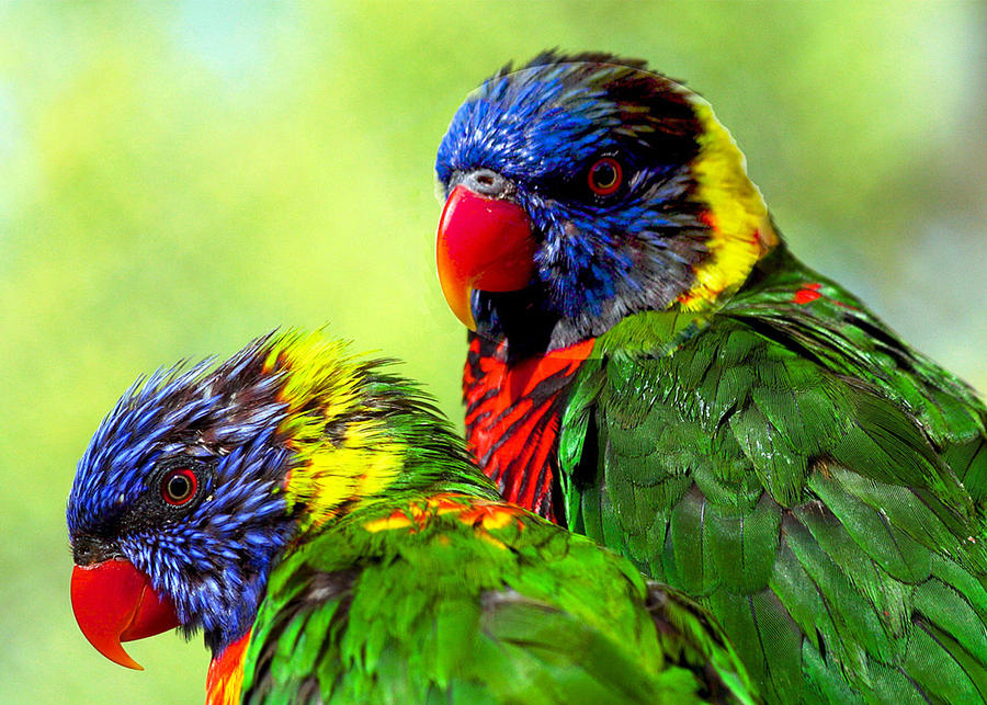 Two Parrots Photograph by Sheri Griffin - Fine Art America