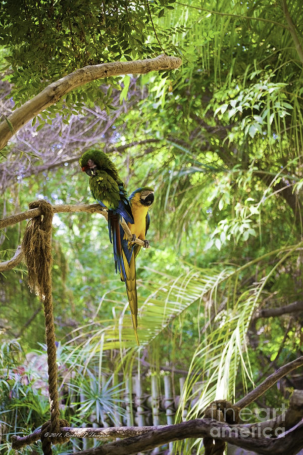 Two Parrots Photograph by Richard J Thompson 