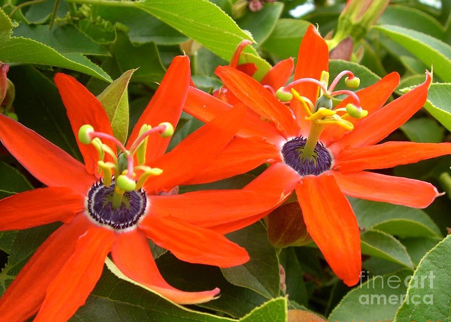 Two Passionflowers Photograph by Barbie Corbett-Newmin