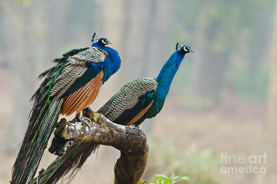 Two Peacocks Photograph by William H. Mullins