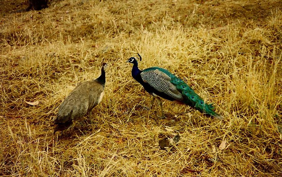 Two Peacocks Yacking Photograph by Chris W Photography AKA Christian Wilson