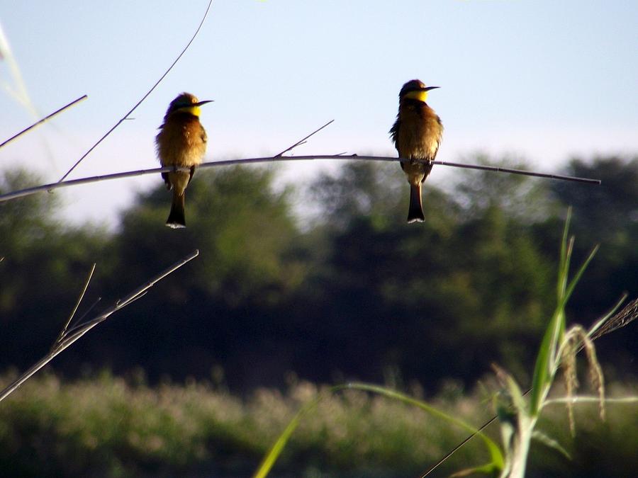 Bird Photograph - Two peas in a pod by Ashlee Maree