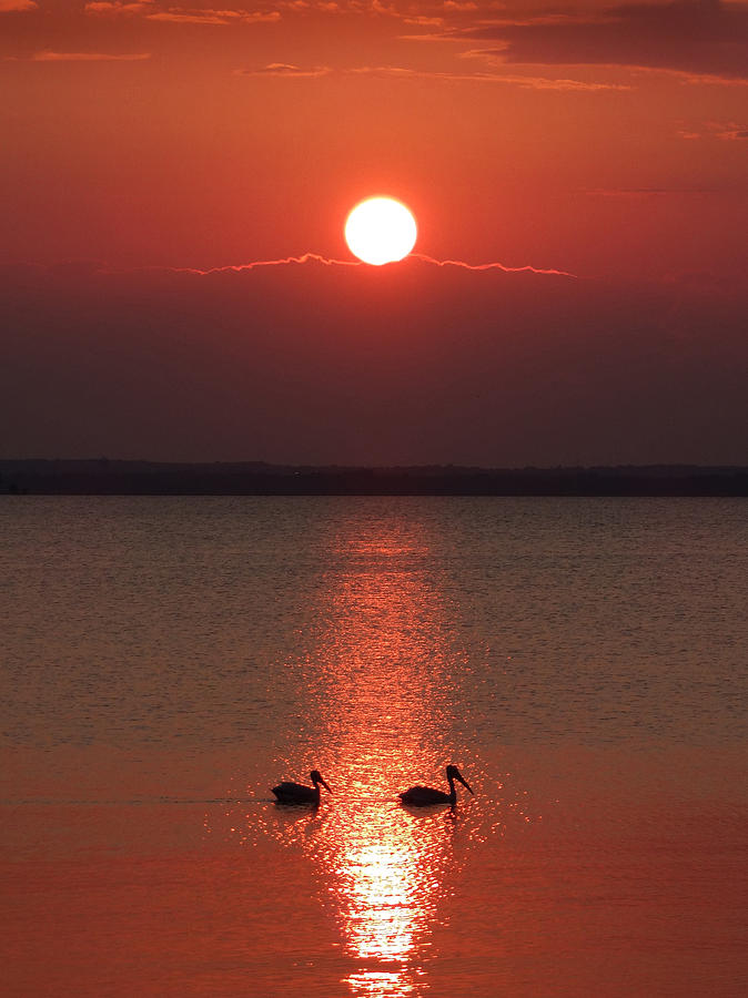 Two Pelican Sunset Photograph by David T Wilkinson