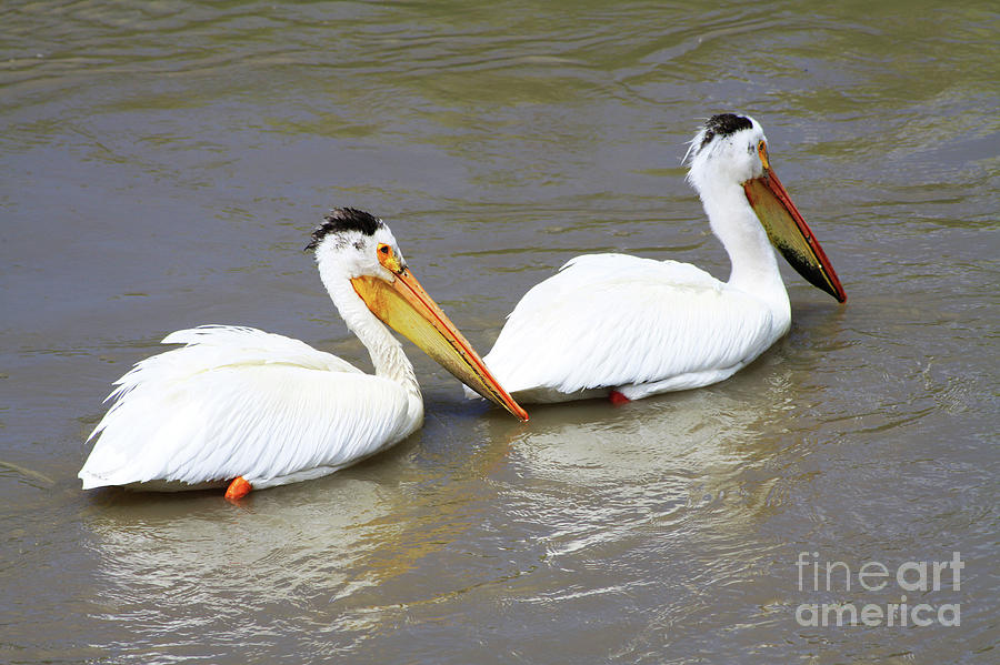 Two Pelicans Photograph by Alyce Taylor