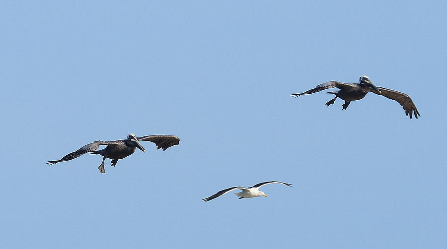 Two Pelicans and a Seagull Photograph by Cathy Lindsey - Fine Art America