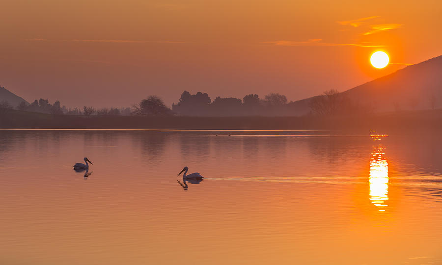 Two Pelicans at Sunrise Photograph by Marc Crumpler
