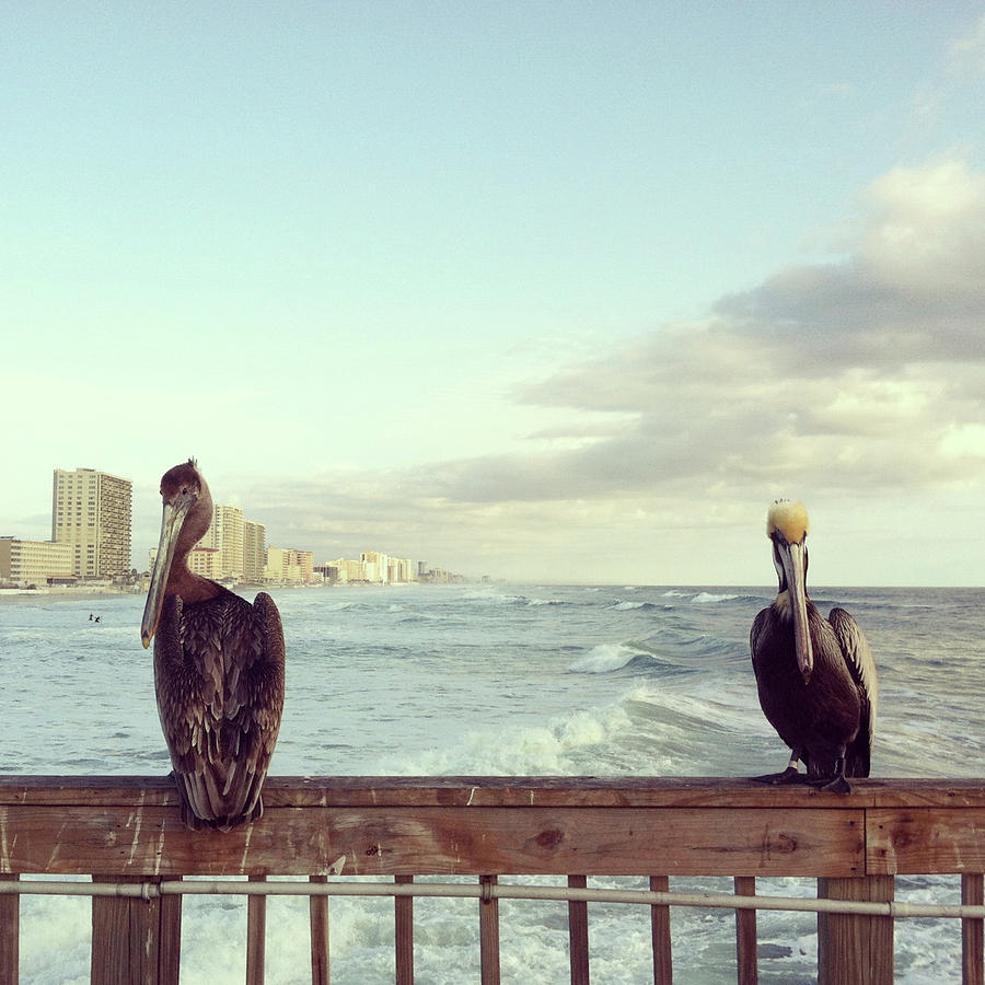 Pelican Photograph - Two Pelicans by Cyndi Monaghan