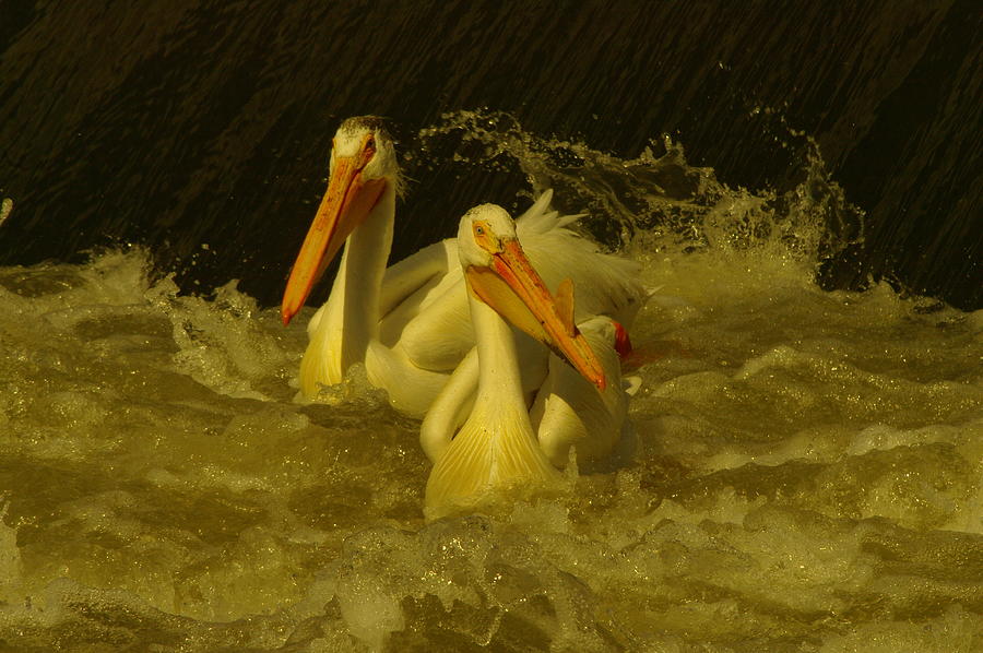 Bird Photograph - Two Pelicans Fishing  by Jeff Swan