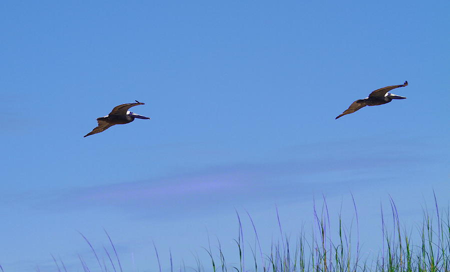 Pelican Photograph - Two Pelicans in Flight 2 by Cathy Lindsey