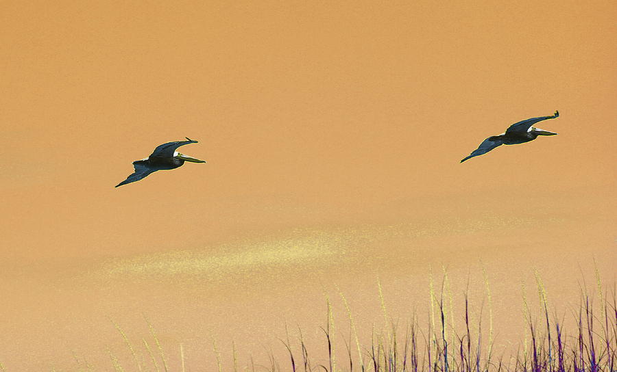Pelican Photograph - Two Pelicans in Flight 3 by Cathy Lindsey
