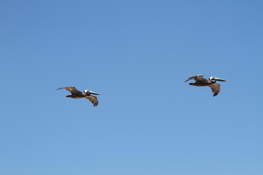 Pelican Photograph - Two Pelicans In Flight by Cathy Lindsey