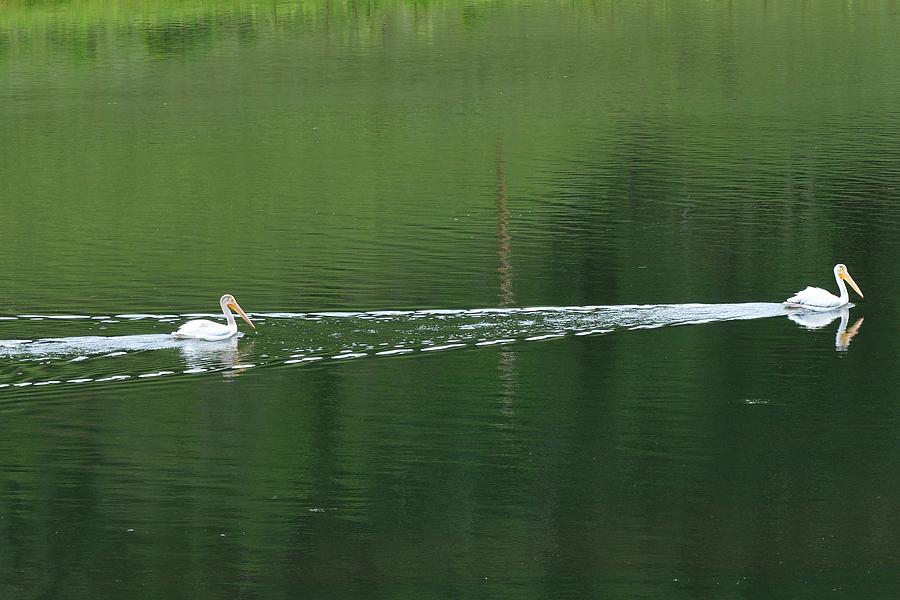 Two Pelicans on Lake Photograph by Marilyn Burton
