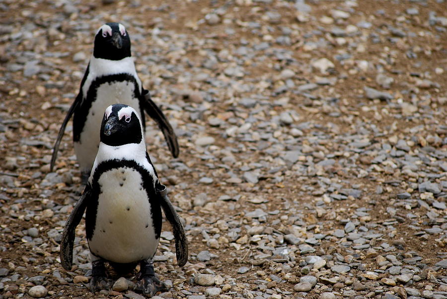Two Penguins Photograph by Louise Morgan