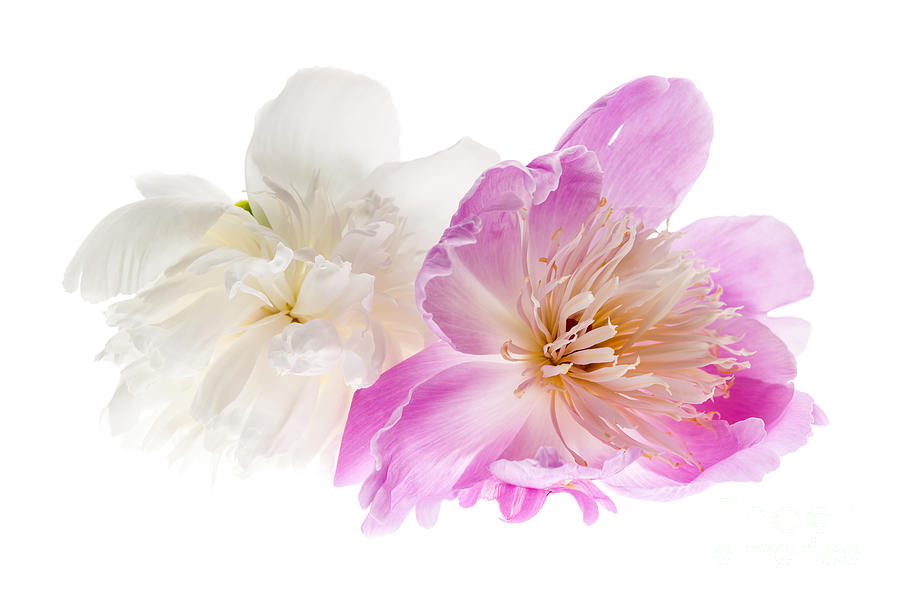 Pink and white peony flowers Photograph by Elena Elisseeva