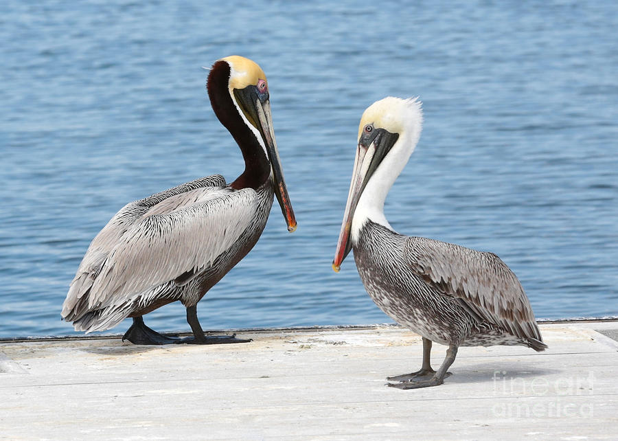 Two Pier Pelican Photograph by Carol Groenen