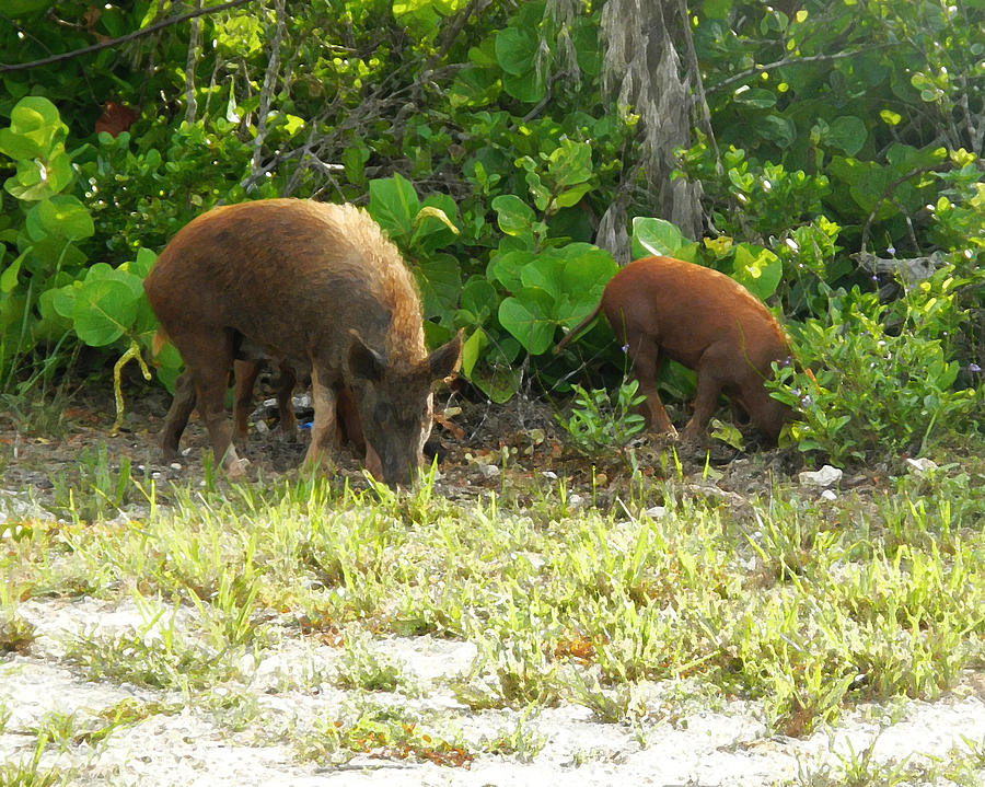Pig Photograph - Two Pigs by Seven Seas