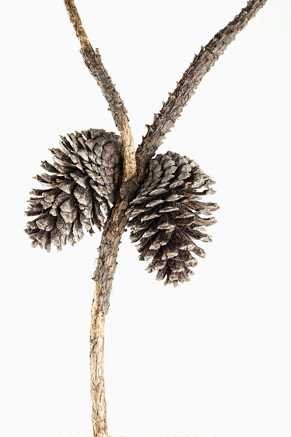 Tree Photograph - Two Pine Cones One Twig by Carol Leigh