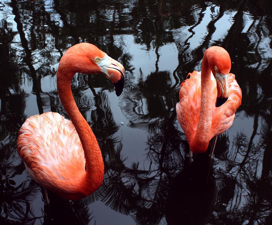 Two Pink Flamingos Photograph by Photo By Peter J. Lafauci