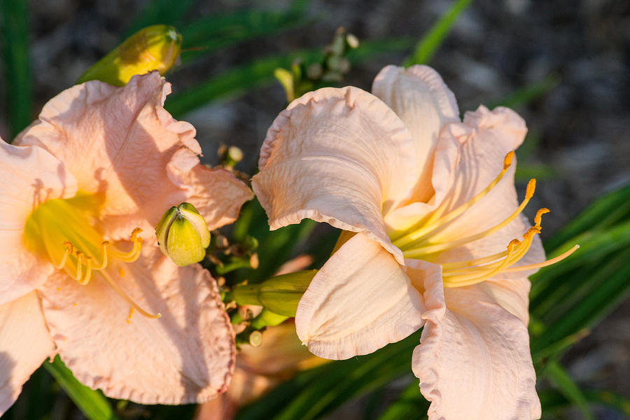 Lily Photograph - Two Pink Millies at Sunrise 1 by Douglas Barnett