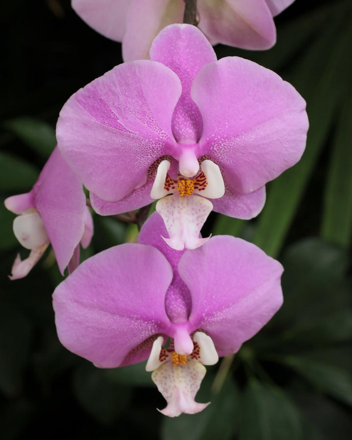 Two Pink Moth Orchids Photograph by Harold Rau