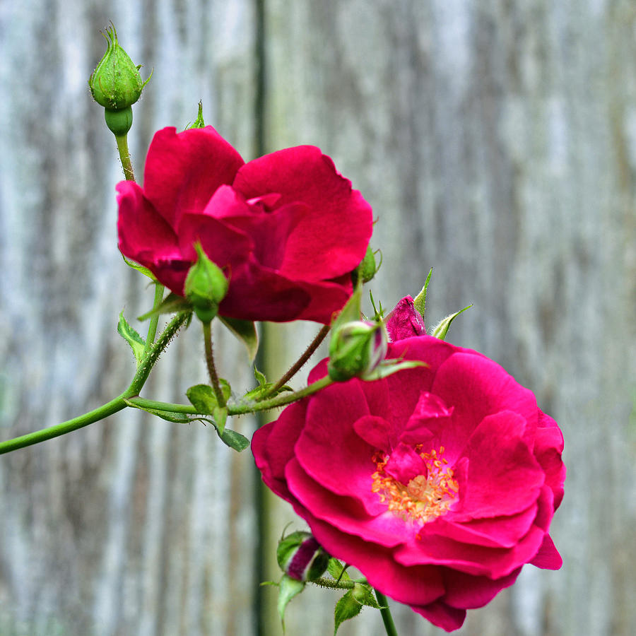 Two Pink Roses and Buds Photograph by Connie Fox