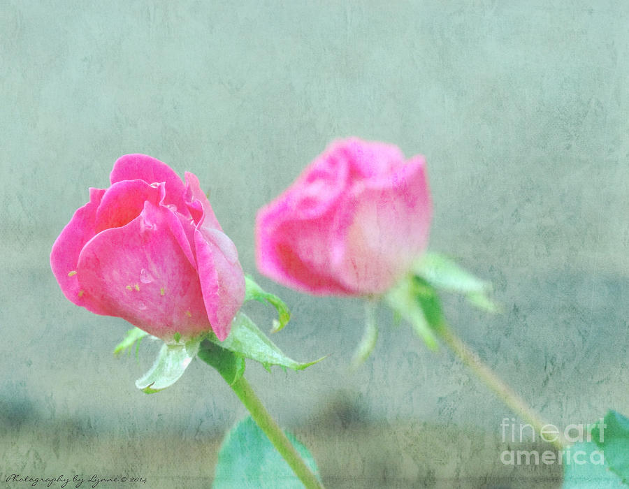 Two Pink Roses Photograph