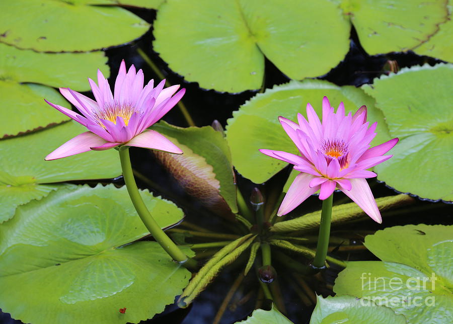 Two Pink Water Lilies Photograph by Carol Groenen