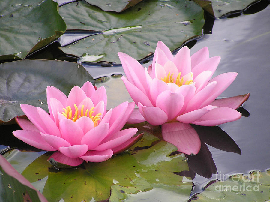 Two Pink Waterlilies Photograph