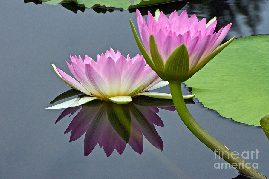 Two Pink Waterlilies with Reflection Photograph by Byron Varvarigos