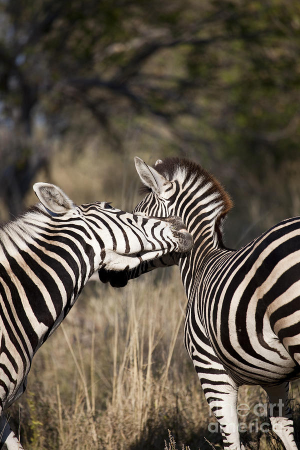 Animal Photograph - Two Plains Zebra Botswana by Liz Leyden