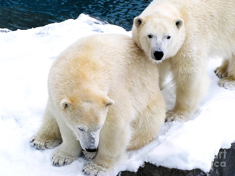 Two polar bears close together Photograph by Sylvie Bouchard - Fine Art ...