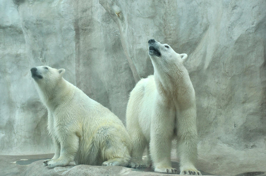 Two Polar Bears in the Toledo Zoo Photograph by Diane Lent