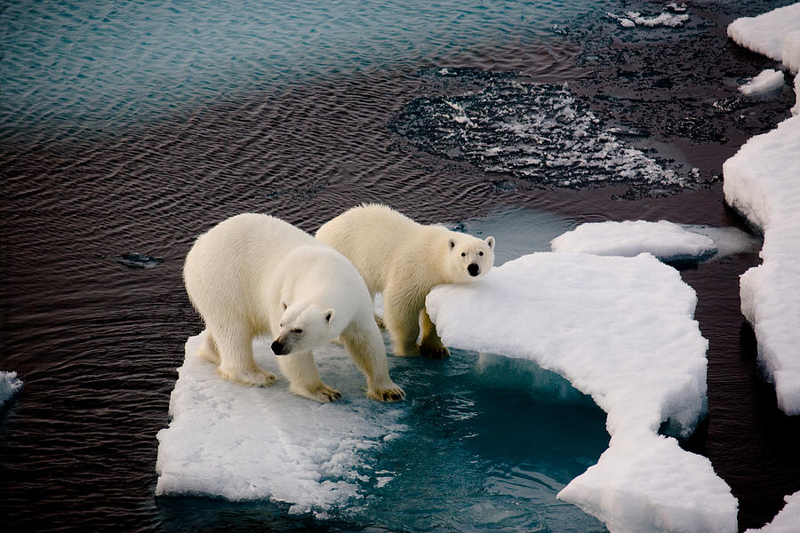 Two polar bears on a small ice floe Photograph by SeppFriedhuber