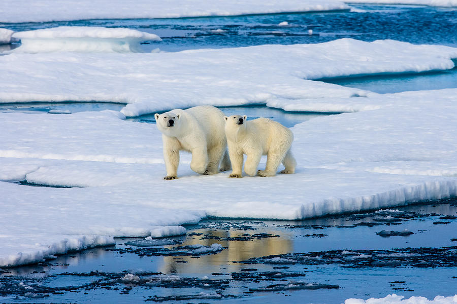 Two Polar bears on ice floe surrounded by water. Photograph by SeppFriedhuber