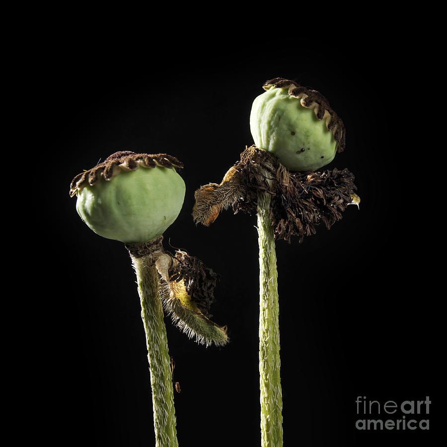 Nature Photograph - Two poppies by Bernard Jaubert