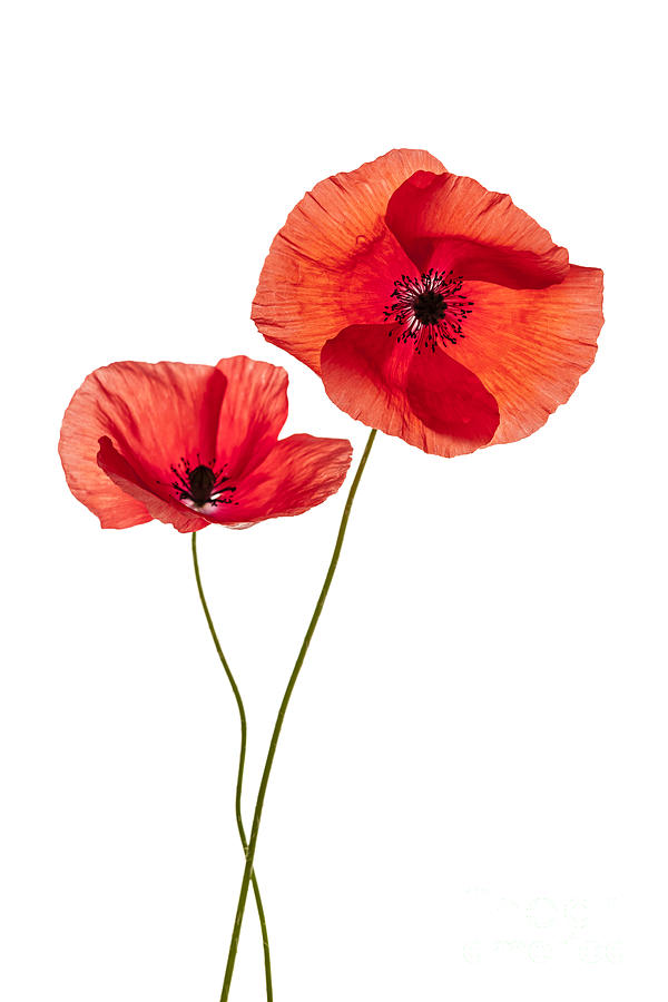 Two Poppy Flowers Photograph