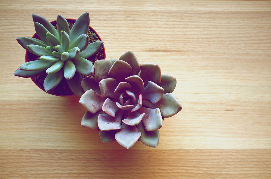 Two potted succulent plants viewed from above Photograph by Melissa Ross
