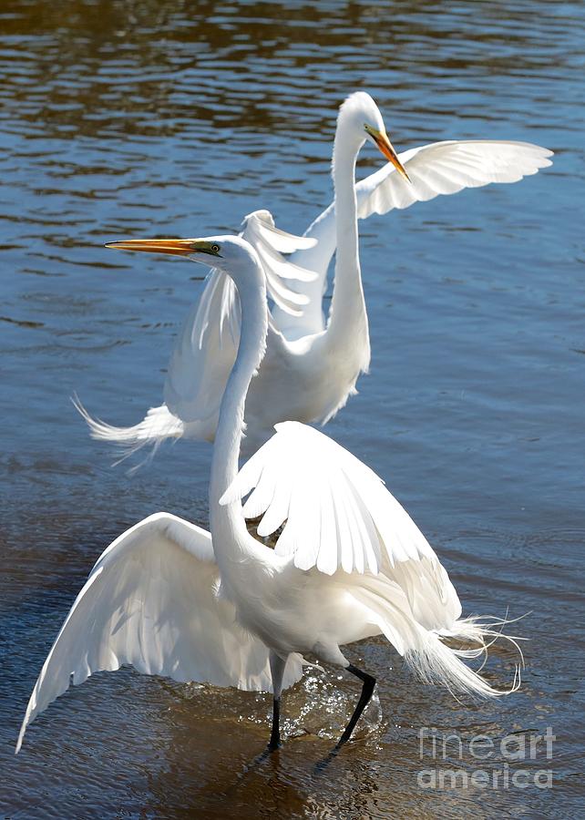 Two Pretty Great Egrets Photograph by Carol Groenen